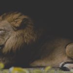 A male lion for La Aurora Zoo is lying down and looking to the left.